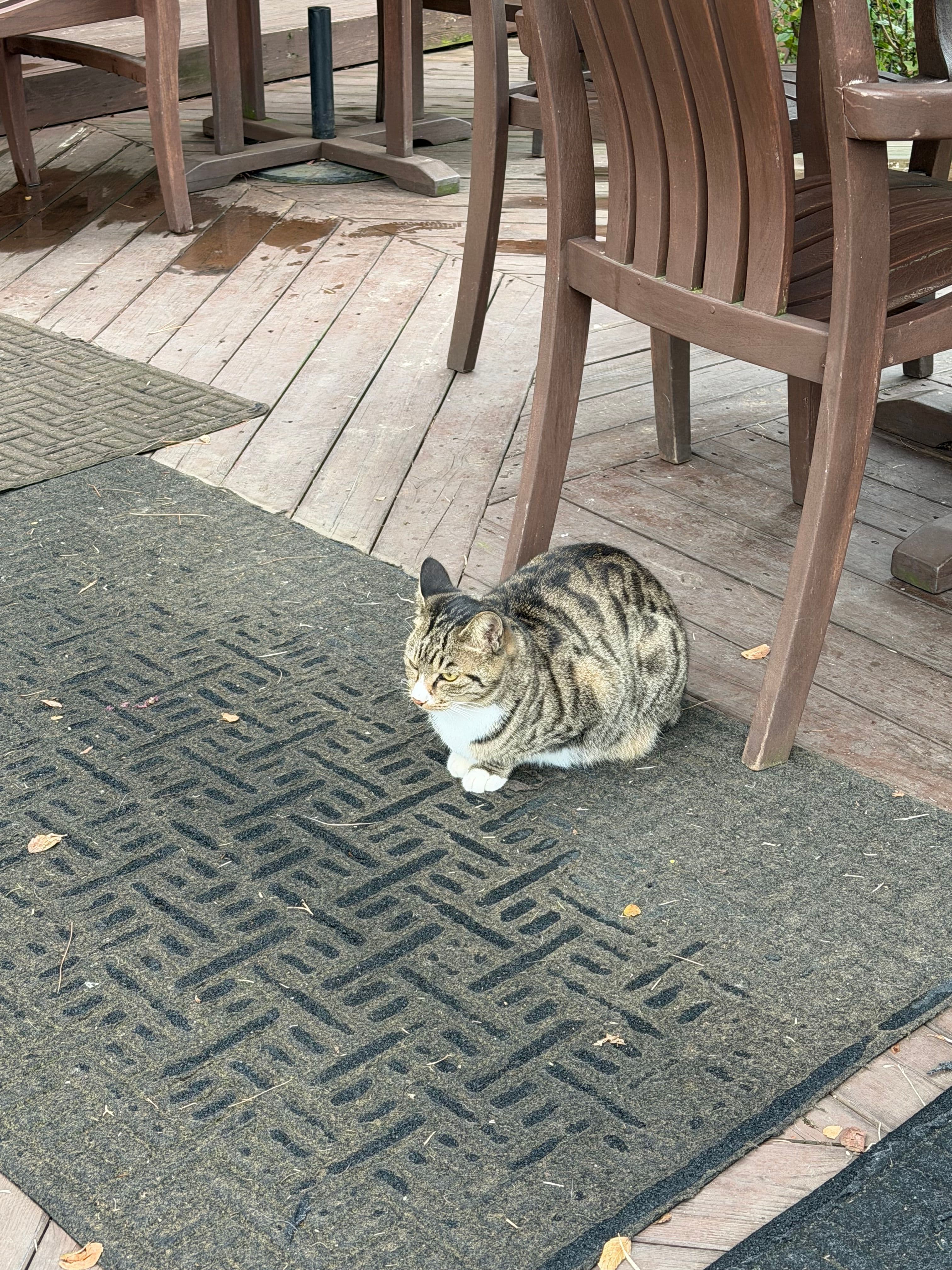 Tempted to Catnap a Café Cat