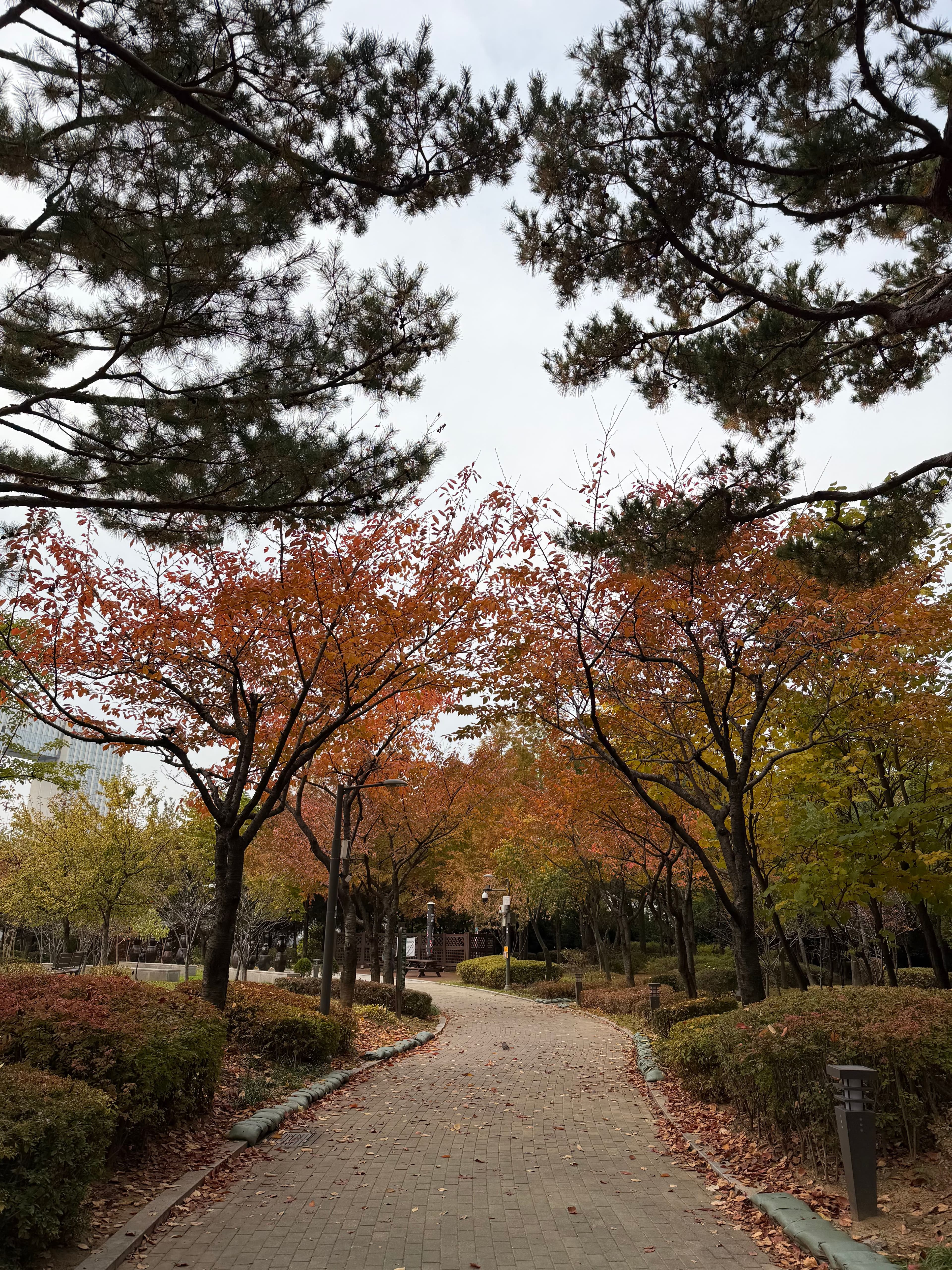 Seoul in Autumn