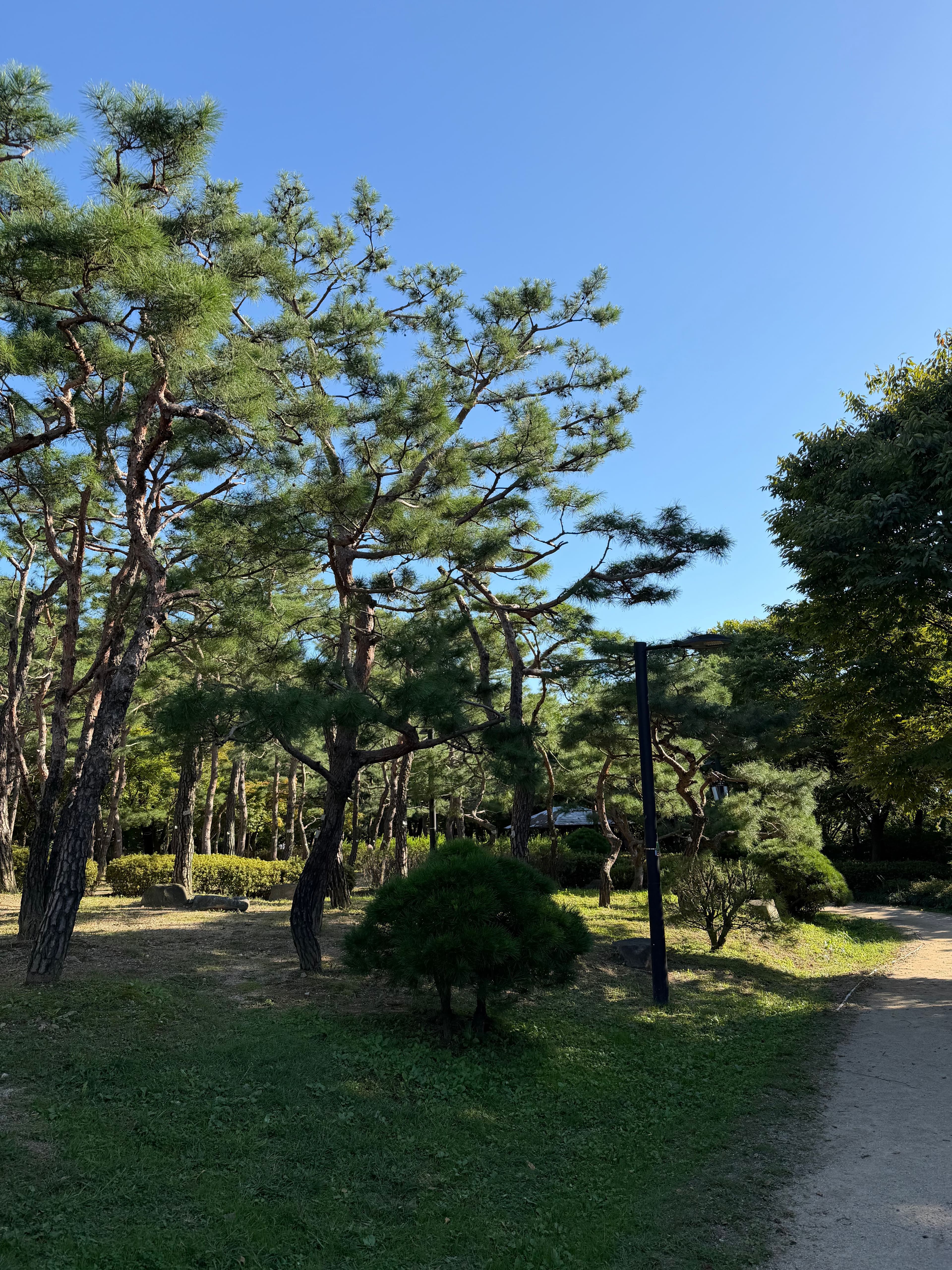 Expensive-looking trees near Baek Beom Plaza