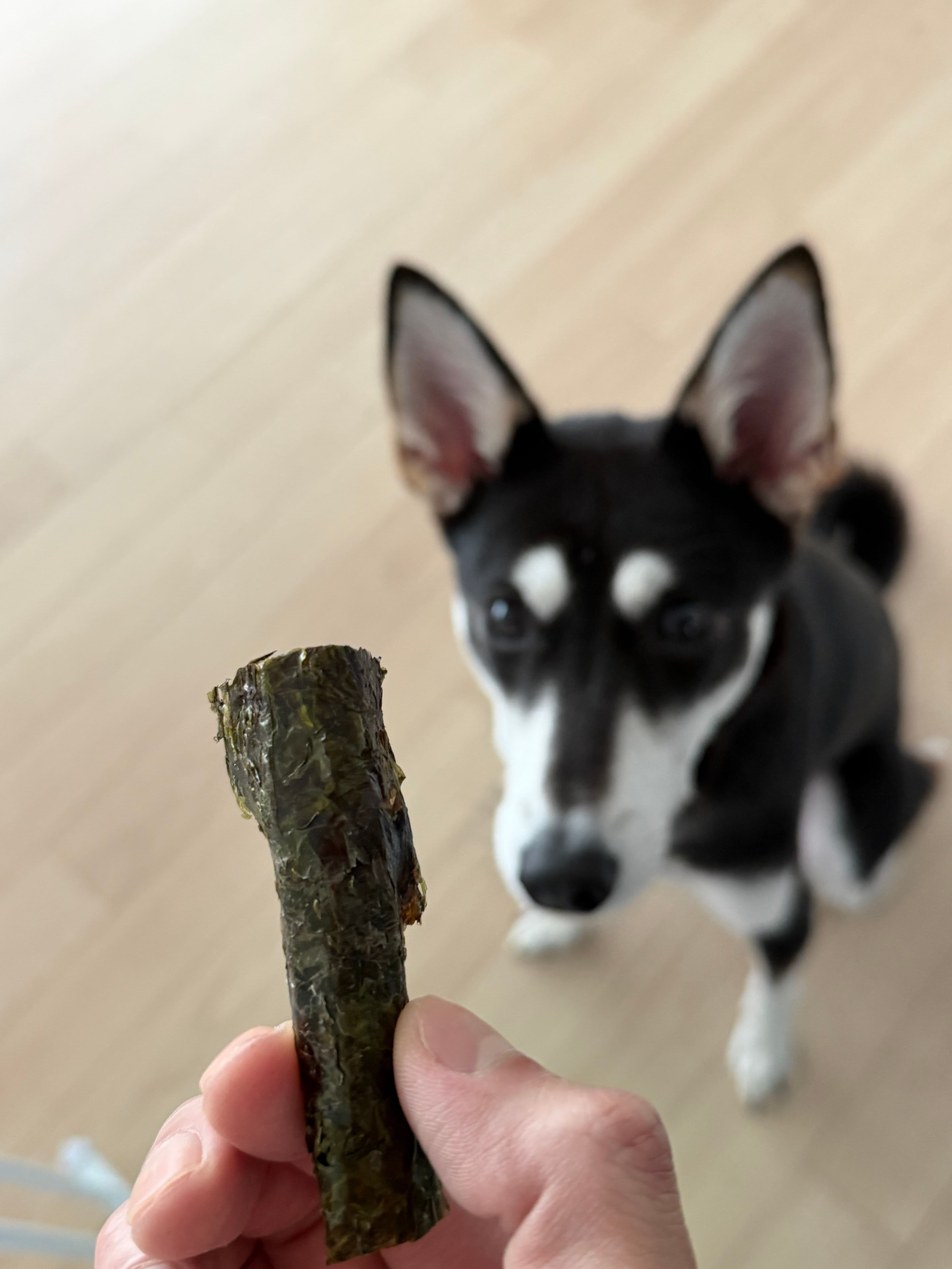 Yiko's current favorite treat