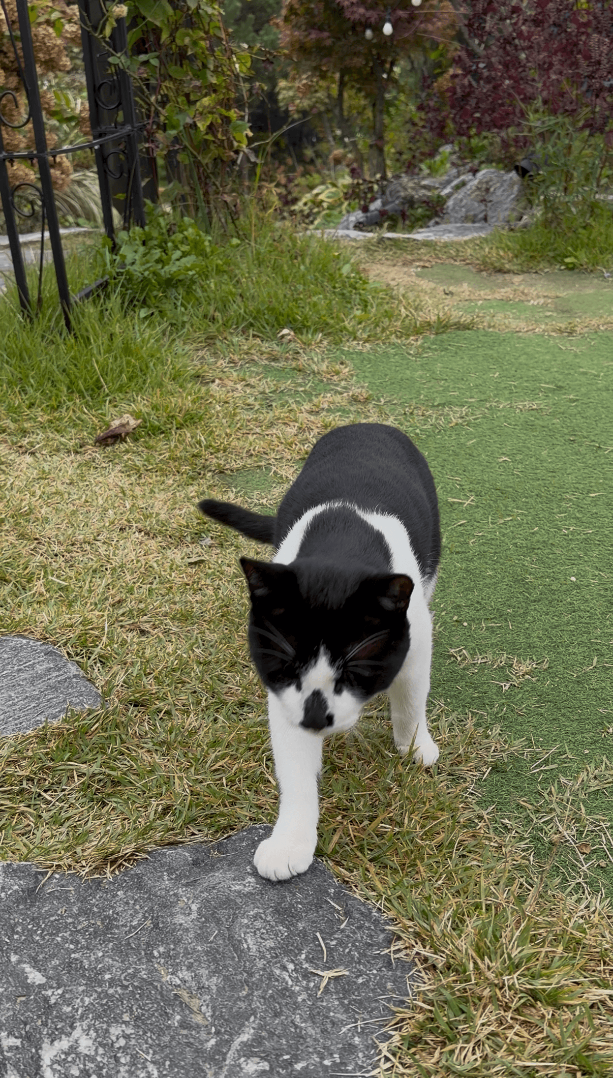 Tempted to Catnap a Café Cat