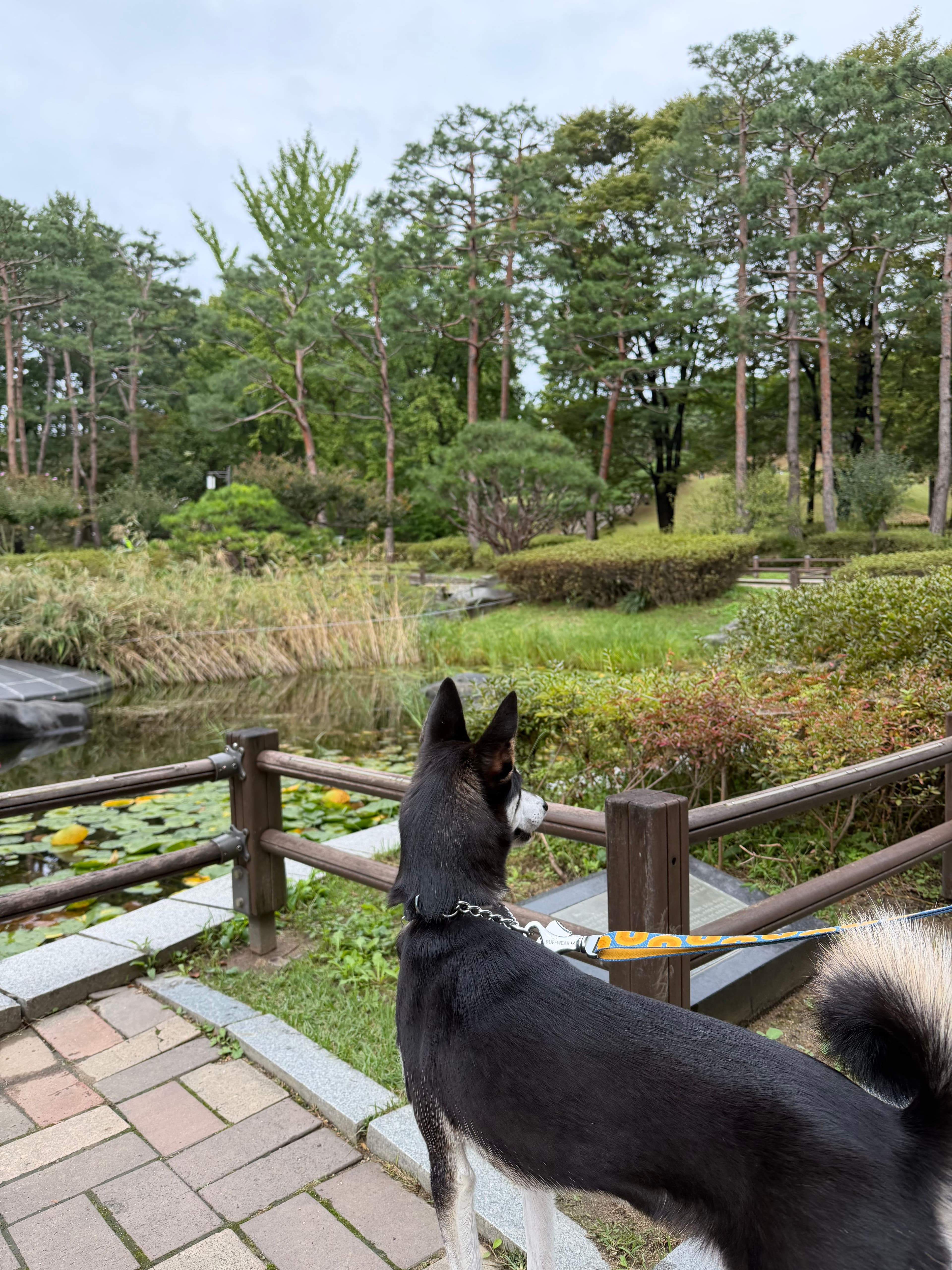 Yiko (my fur baby) also loved the view :3