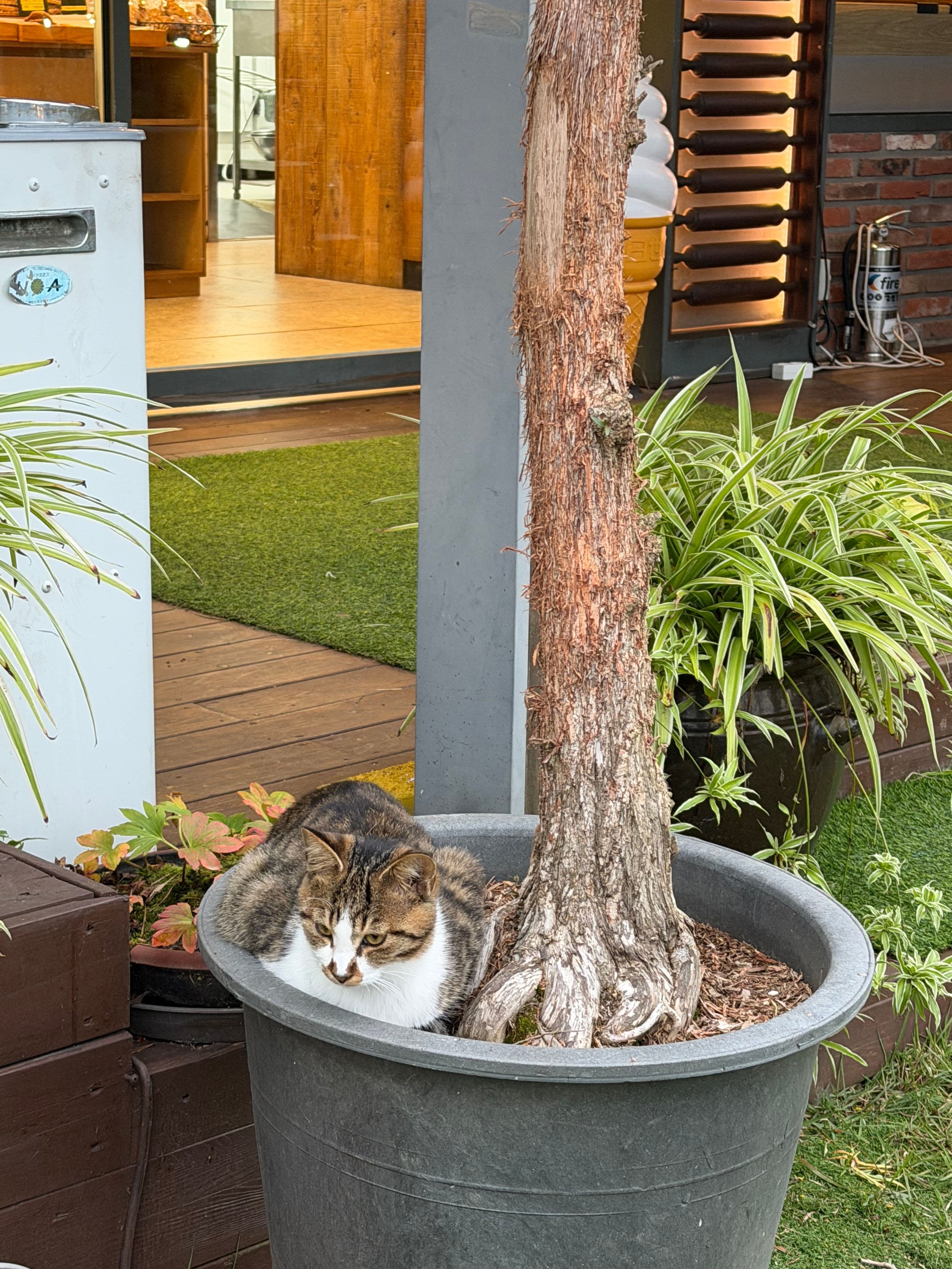 This cat is almost camouflage 😹😹😹