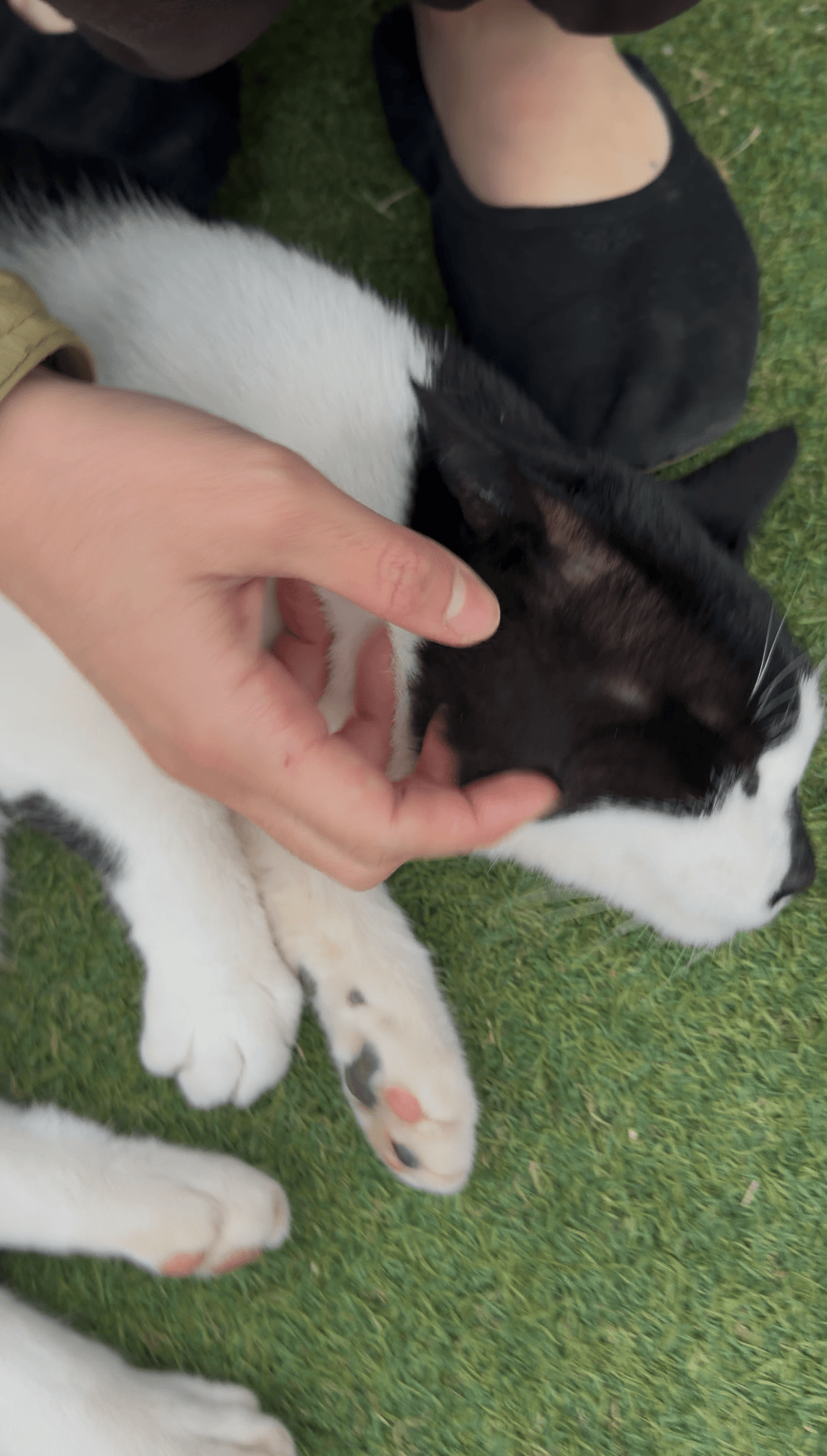 Tempted to Catnap a Café Cat