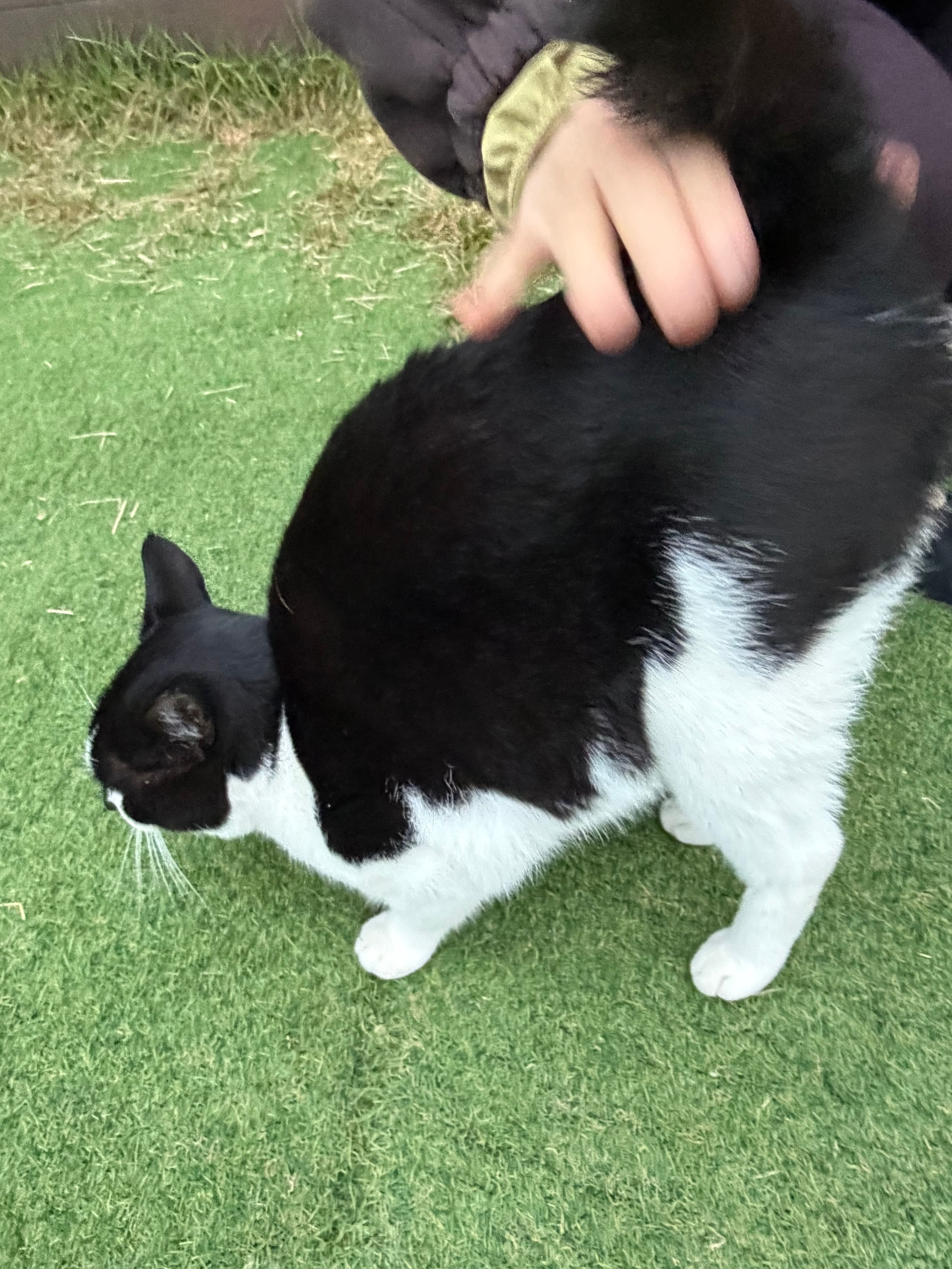 Tempted to Catnap a Café Cat