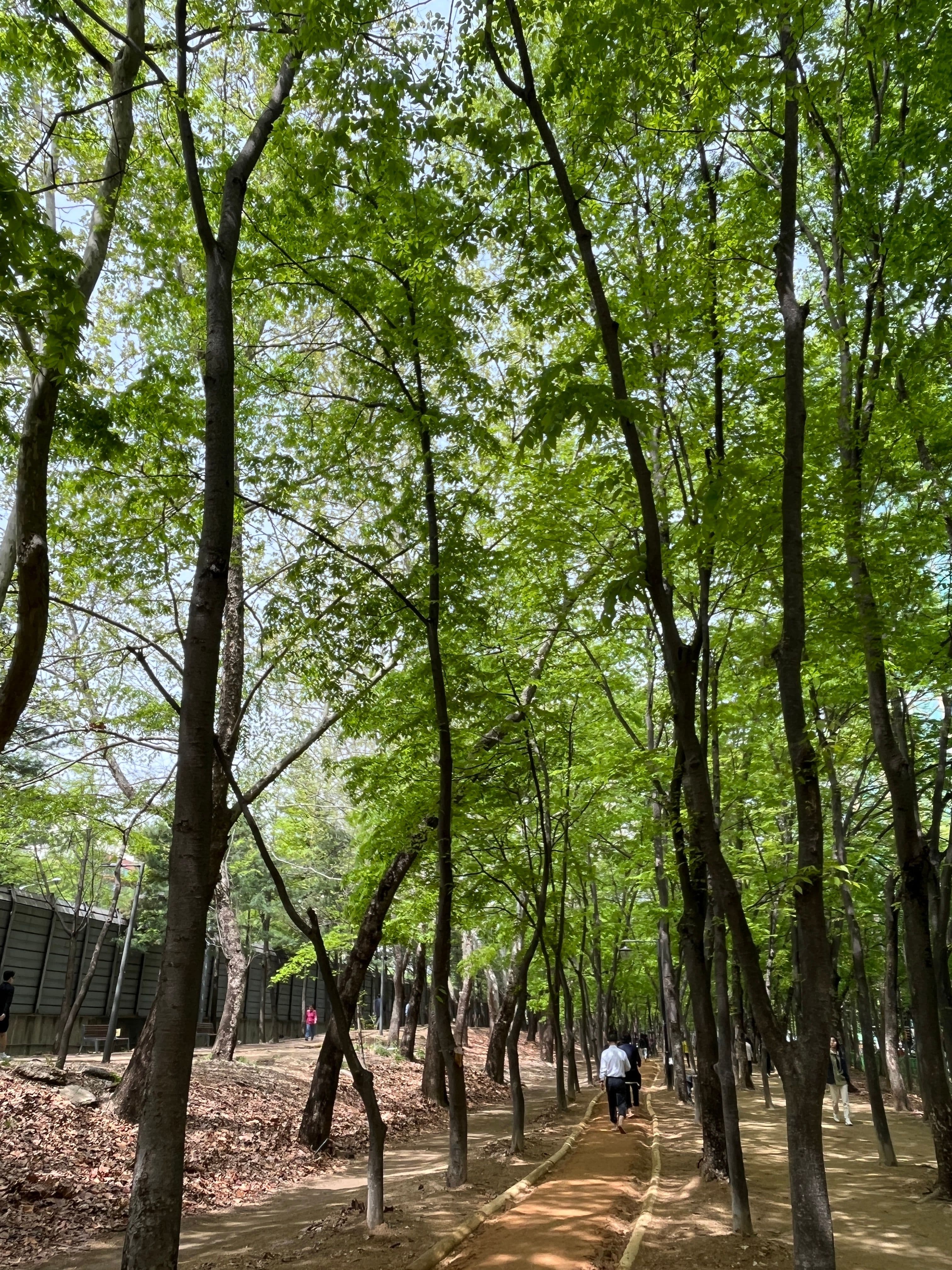 The Forest Trail in the Middle of Gangnam