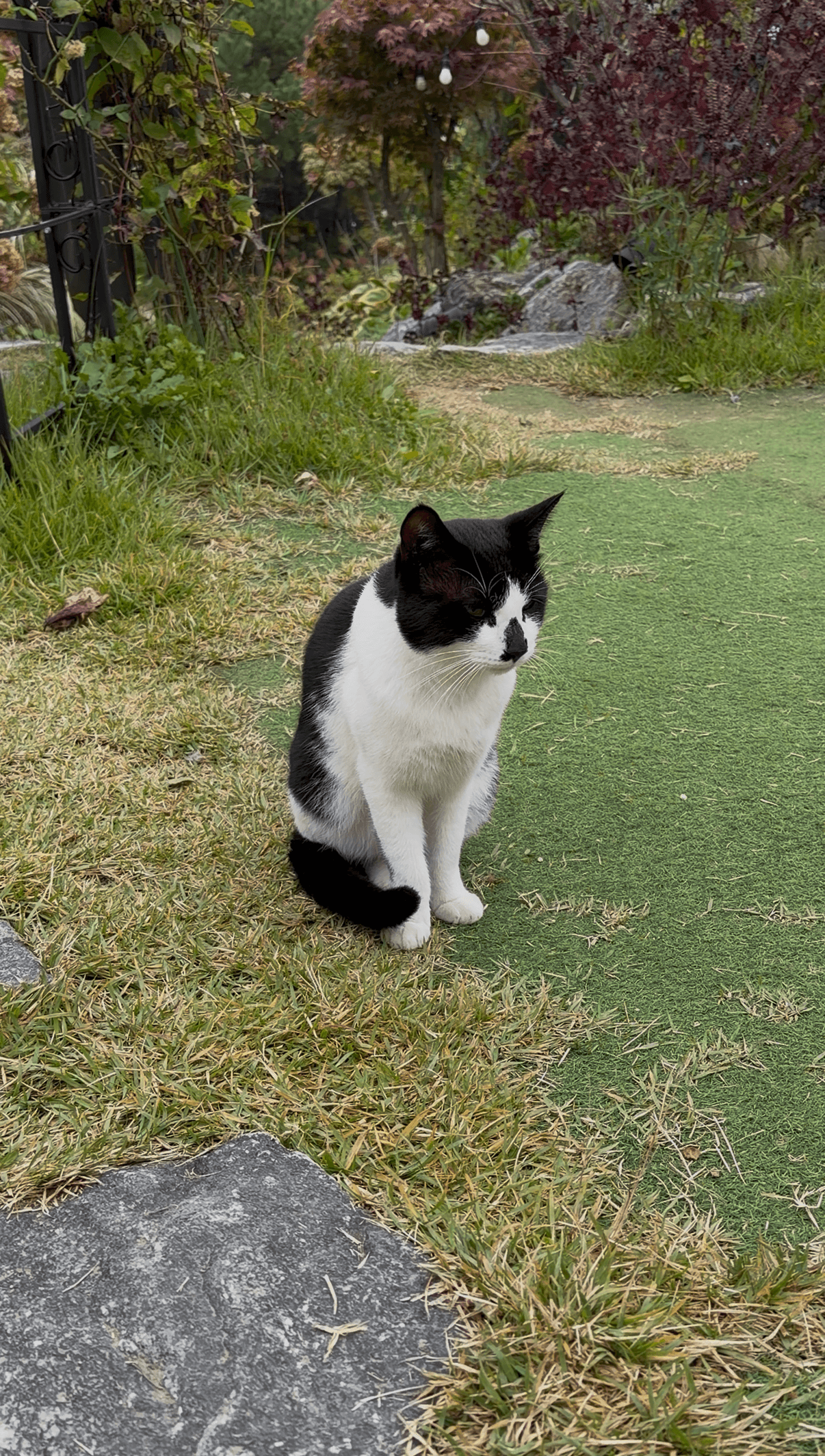 Tempted to Catnap a Café Cat