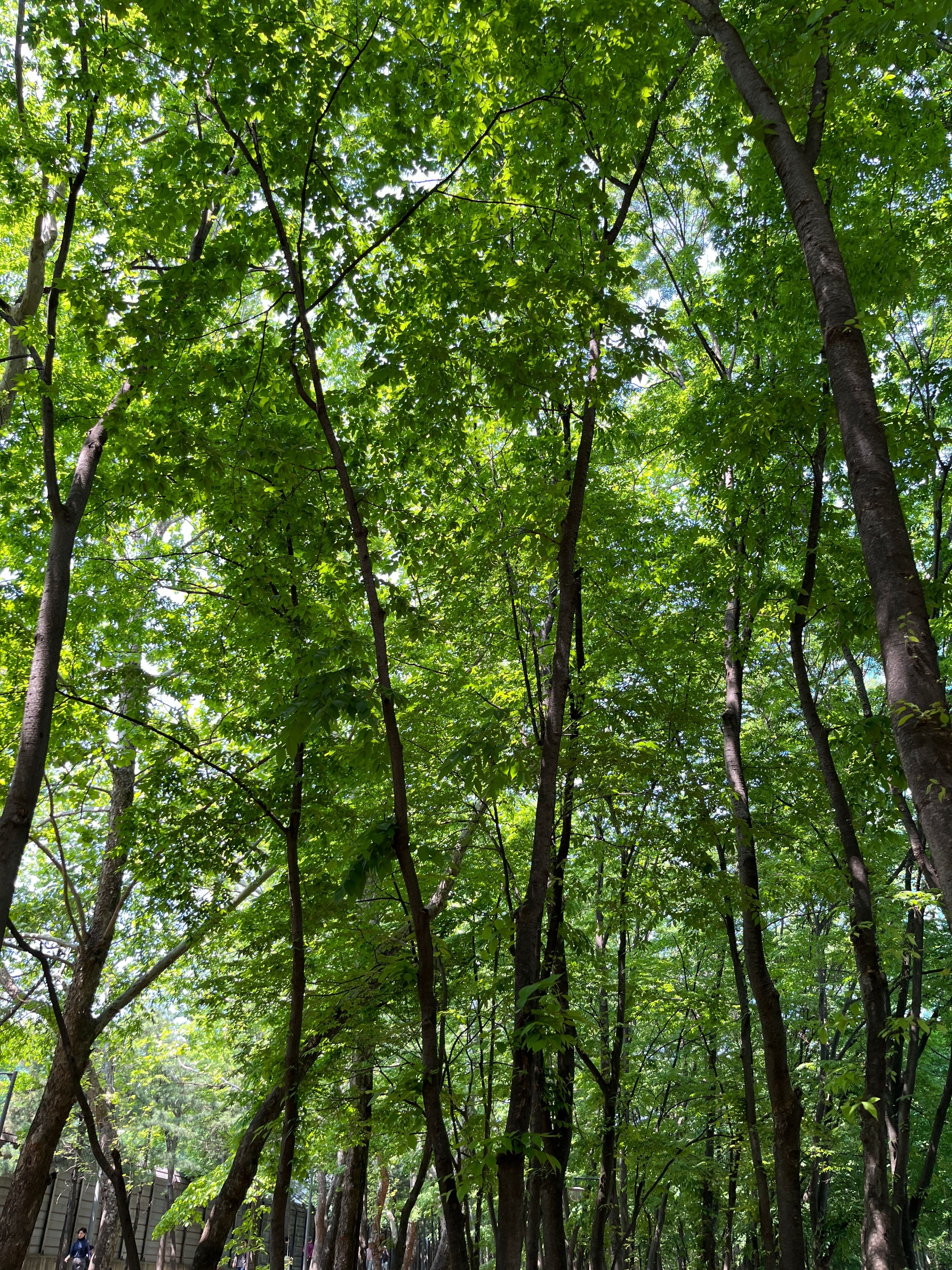 The Forest Trail in the Middle of Gangnam