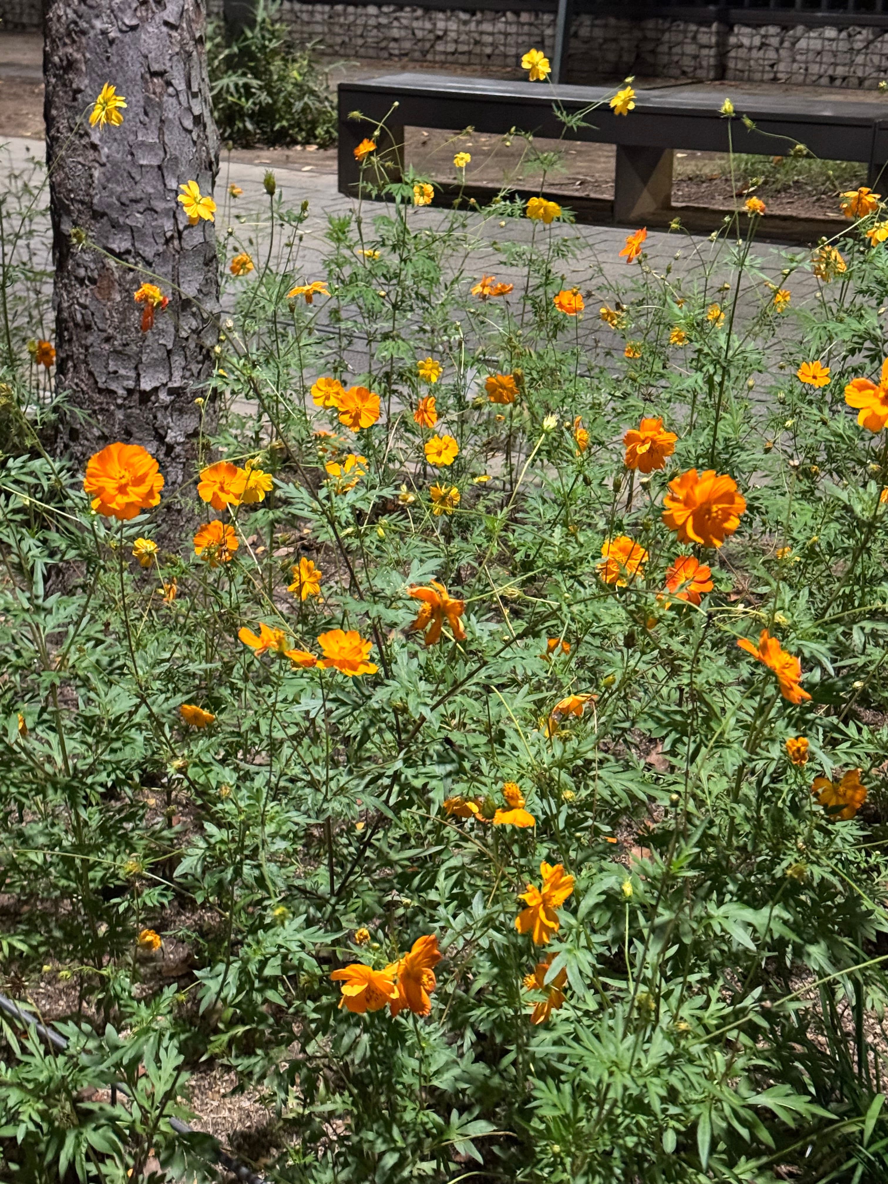 And just want to share my recent flower pictures