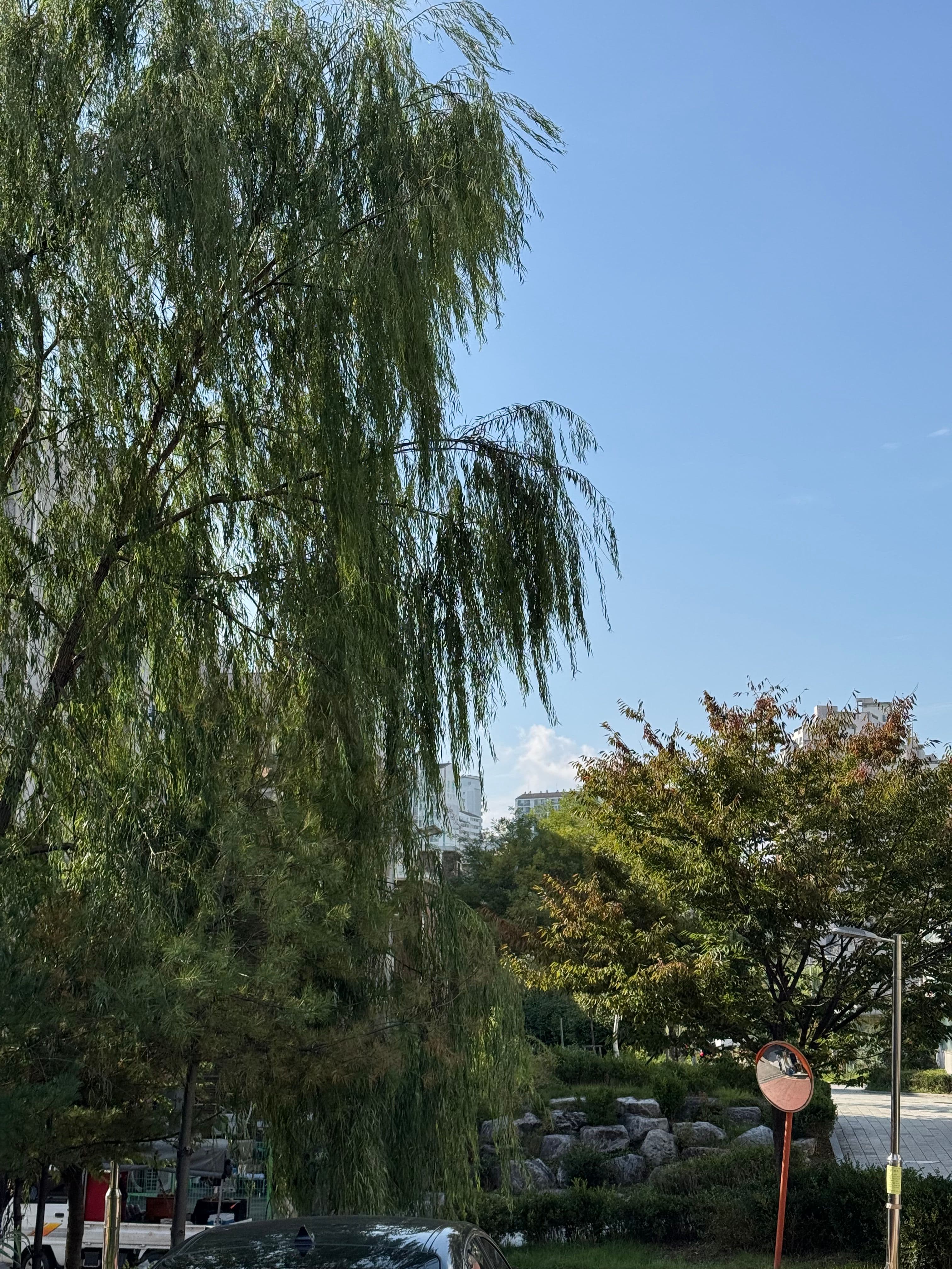 Love this willow tree. Every time I pass by, I stop to take a picture.